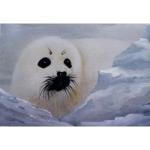 Bob Ross How-To Painting Packet Wildlife - Baby Seal
